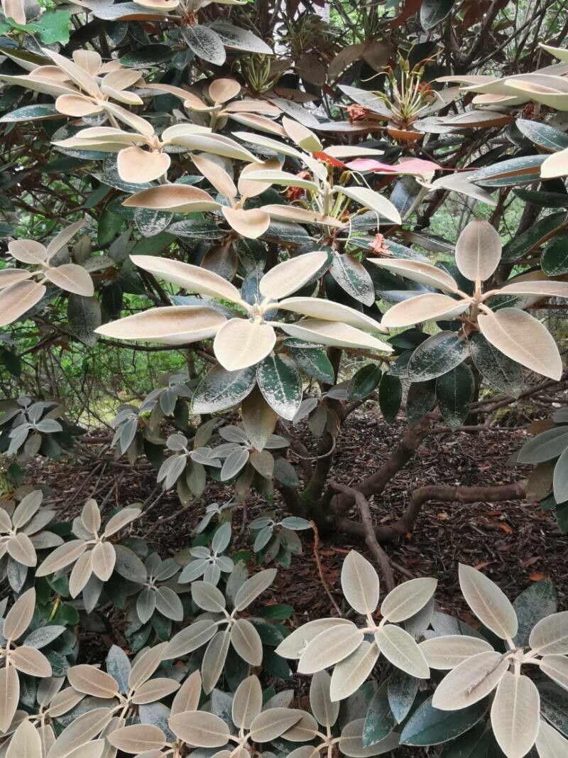 Rhododendron pachysanthum leaf
