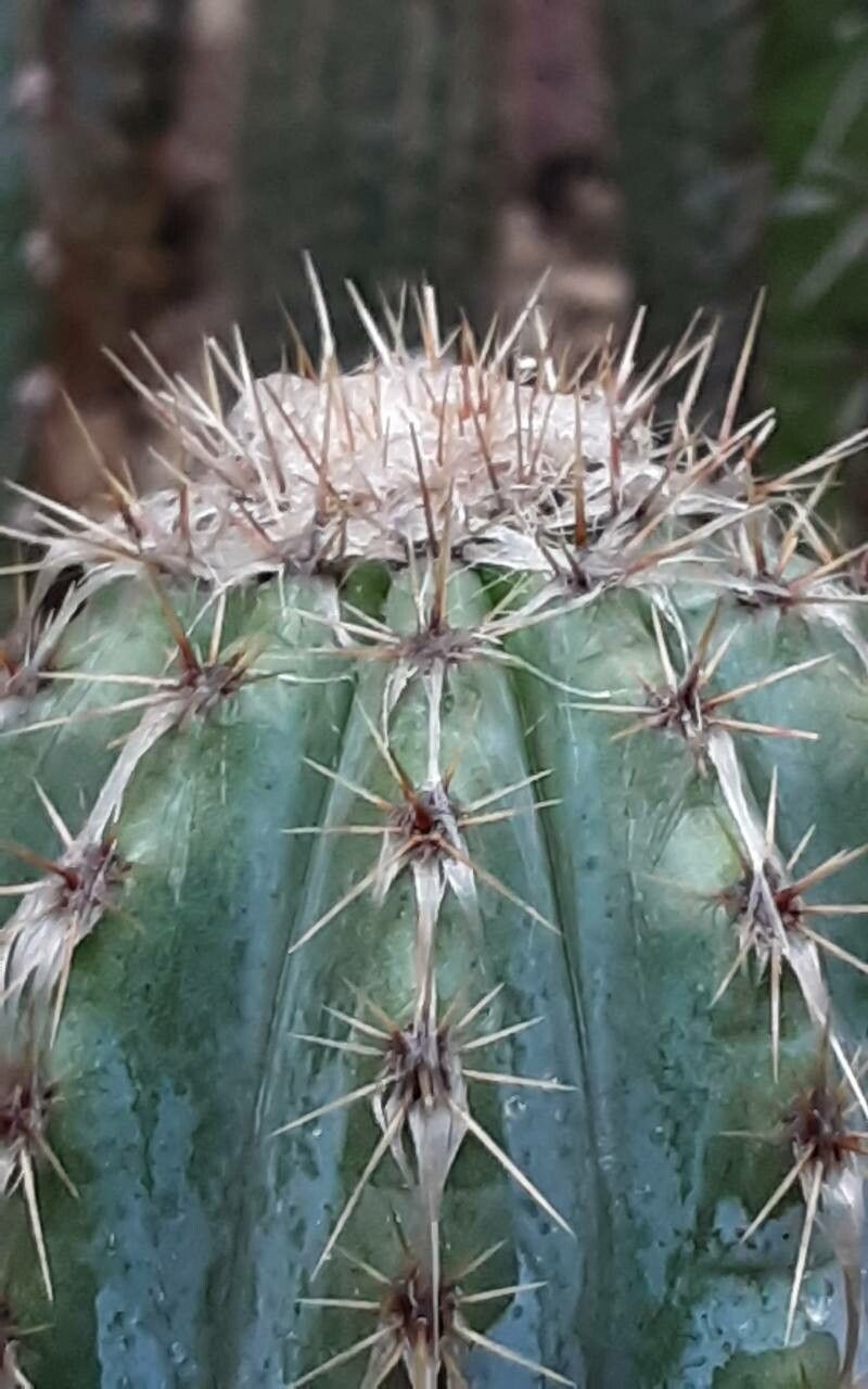Pilosocereus alensis other