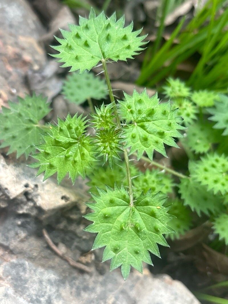 Urtica bianorii