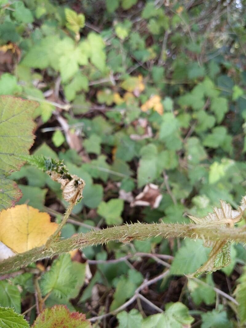 Rubus moluccanus bark
