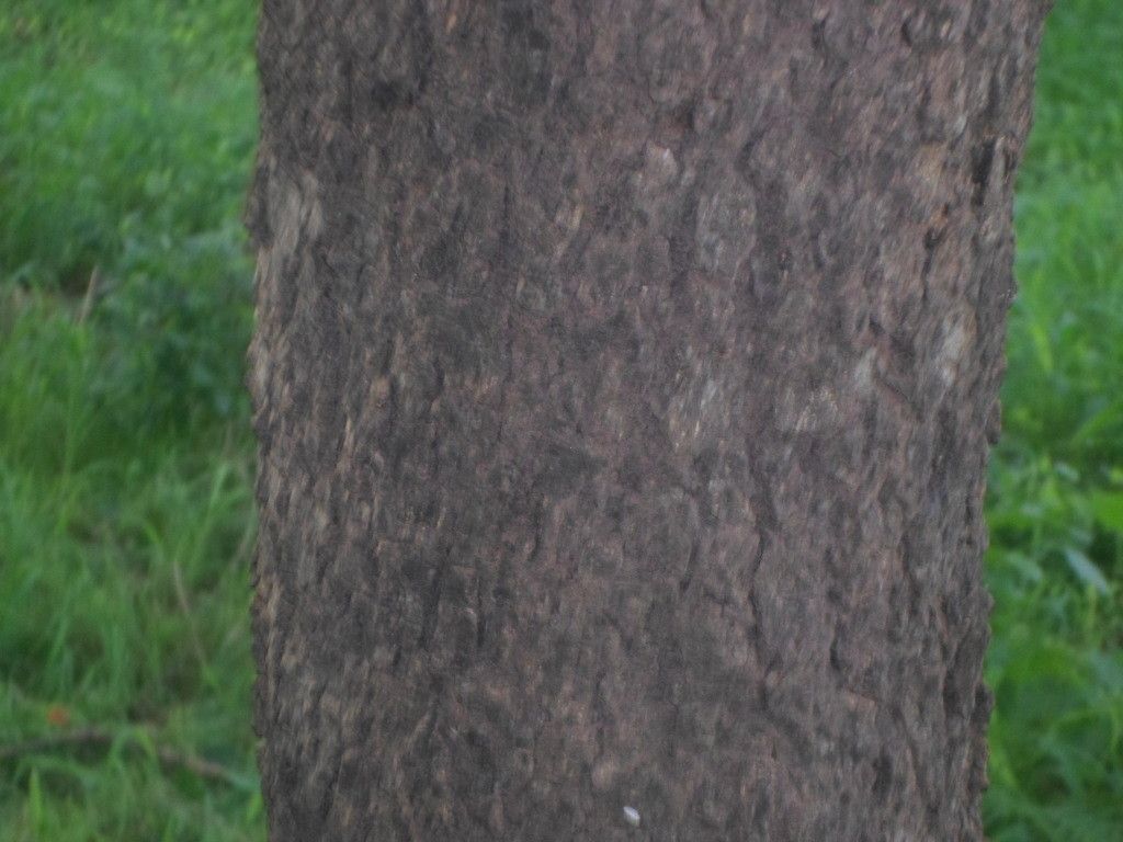 Lannea acida bark