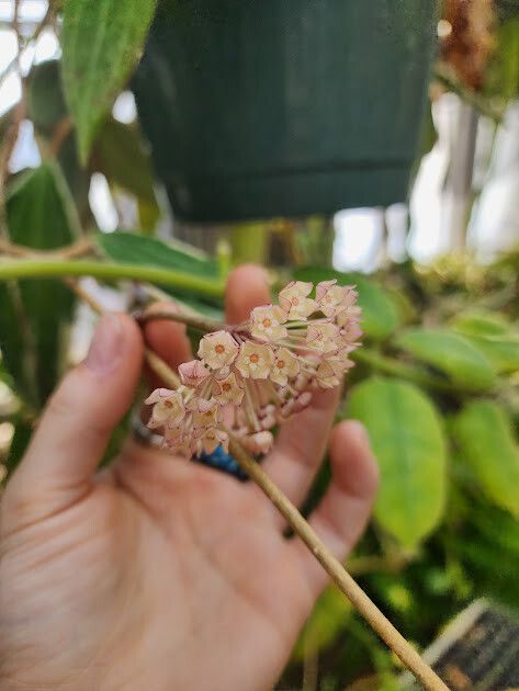 Hoya macrophylla flower