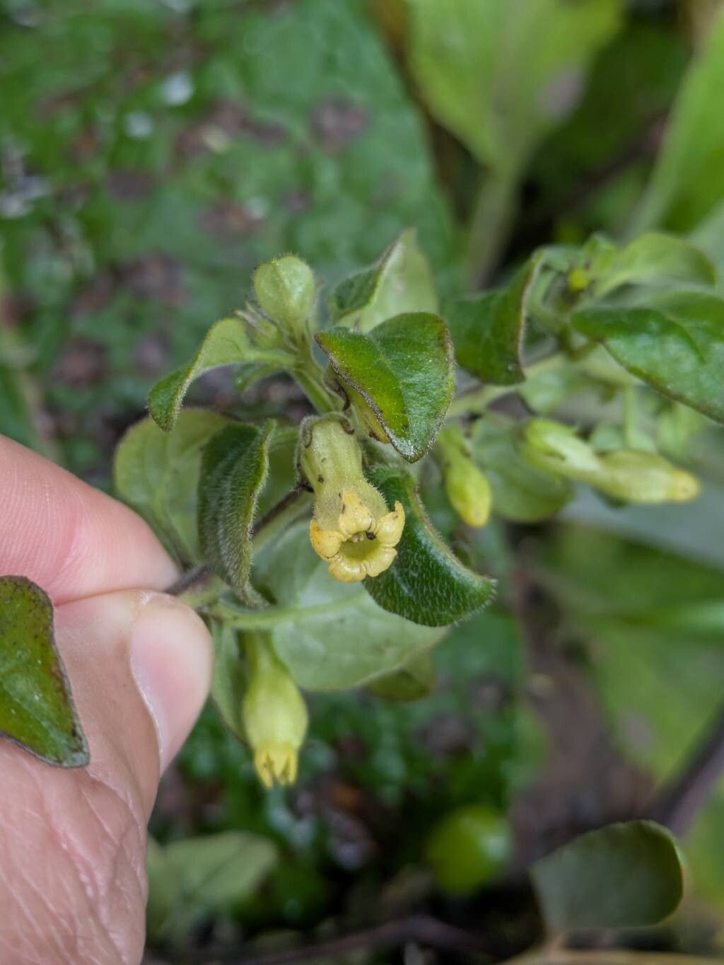 Salpichroa tristis flower