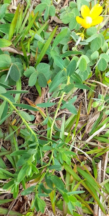 Senna pilifera habit