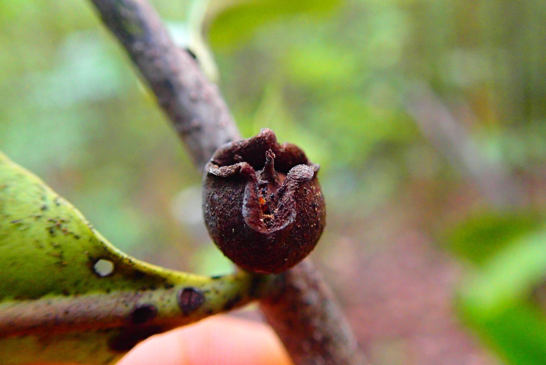 Diospyros trisulca fruit