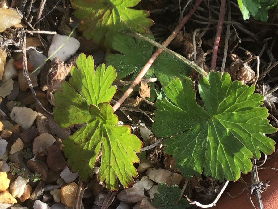 Geranium albanum