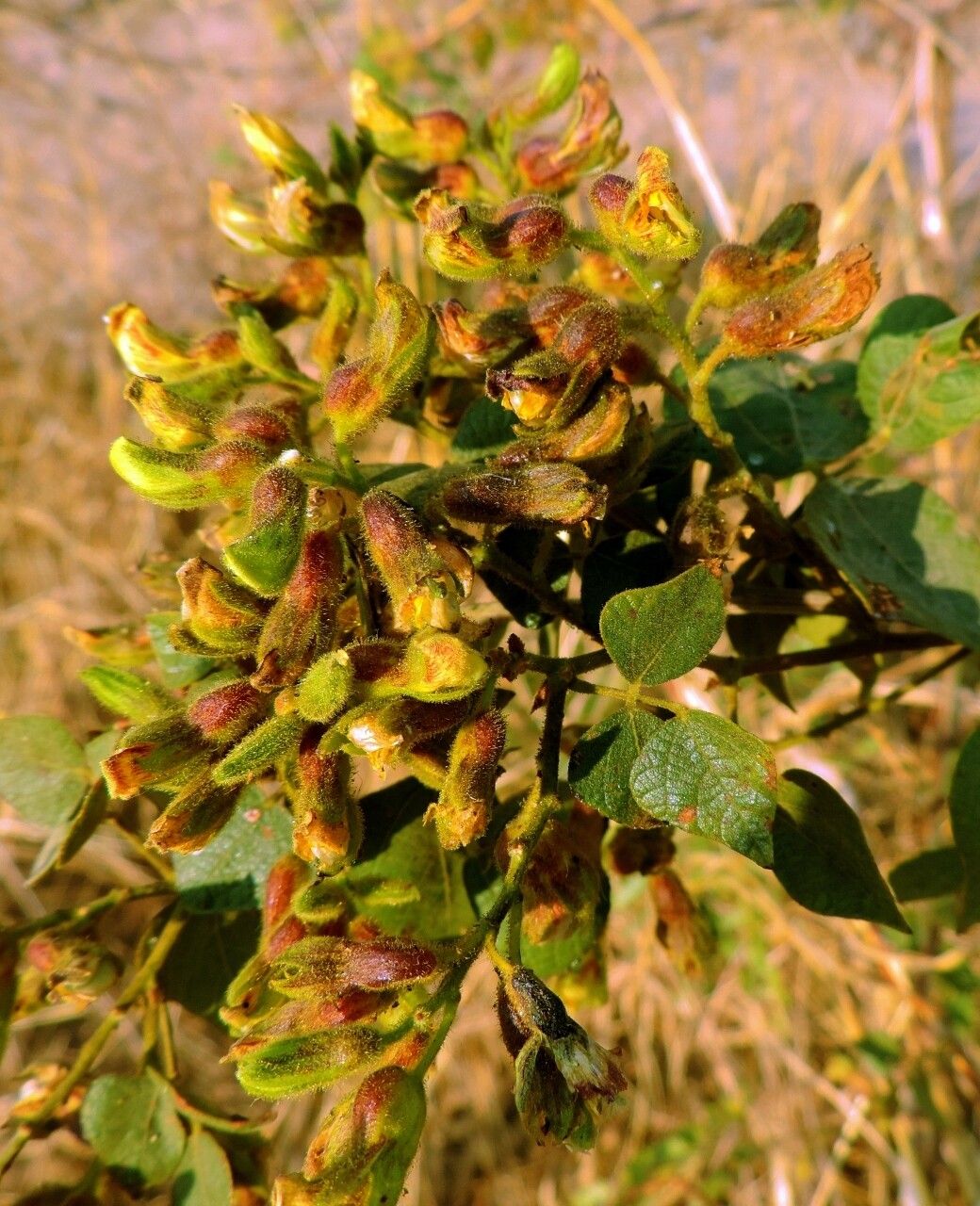 Rhynchosia resinosa flower