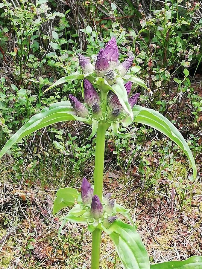 Gentiana pannonica flower