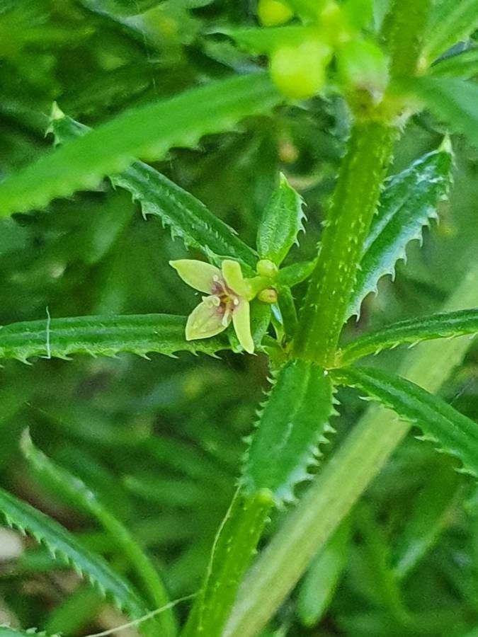 Galium chloroionanthum flower