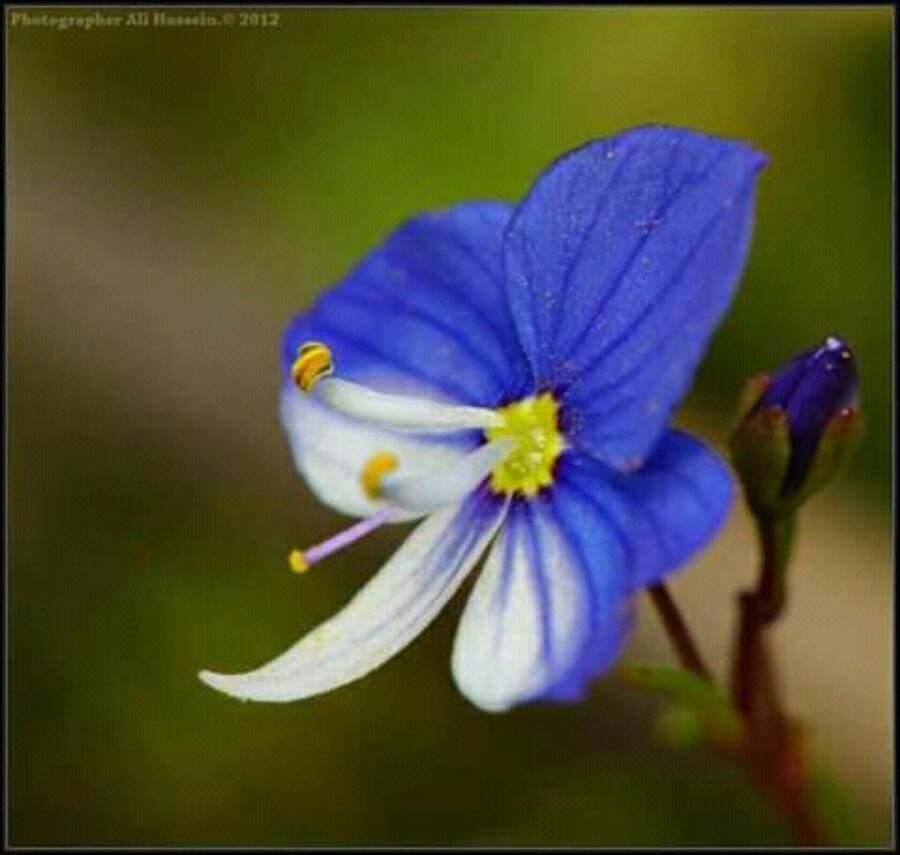 Veronica scutellata flower