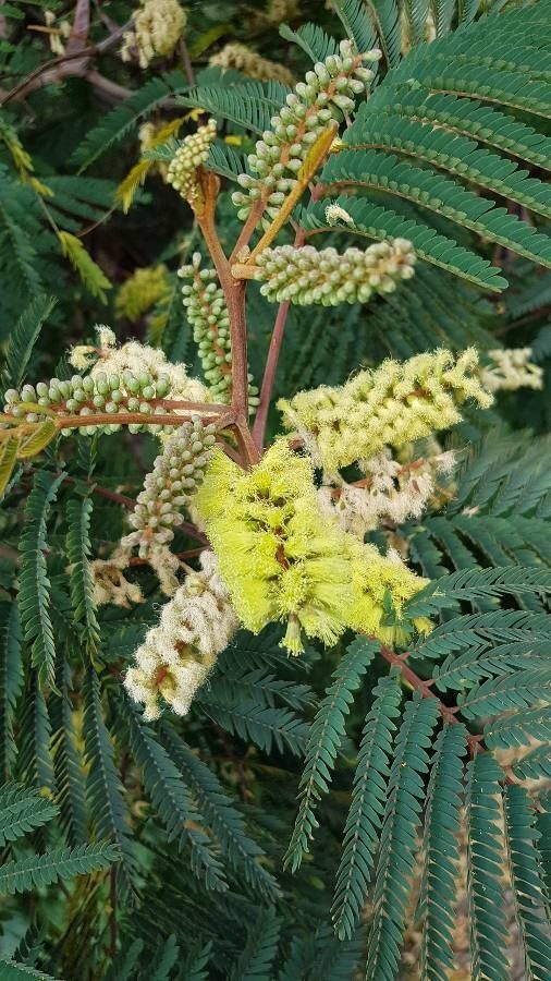 Acacia mearnsii flower