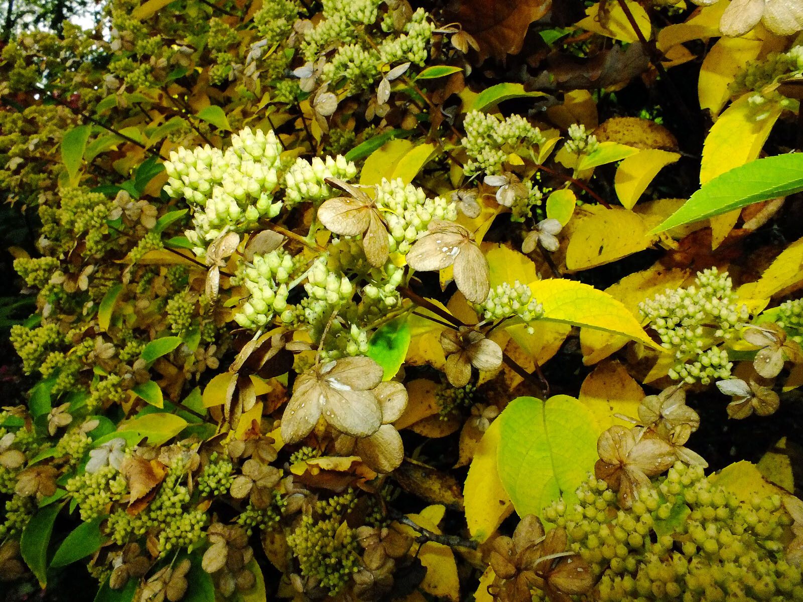 Hydrangea cinerea fruit