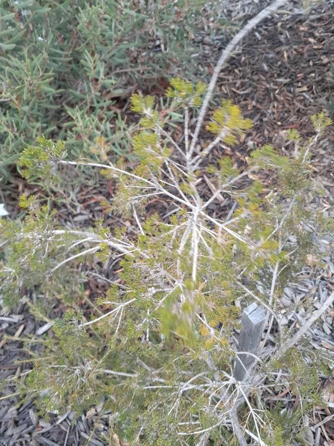 Melaleuca seriata — houseplant care guide