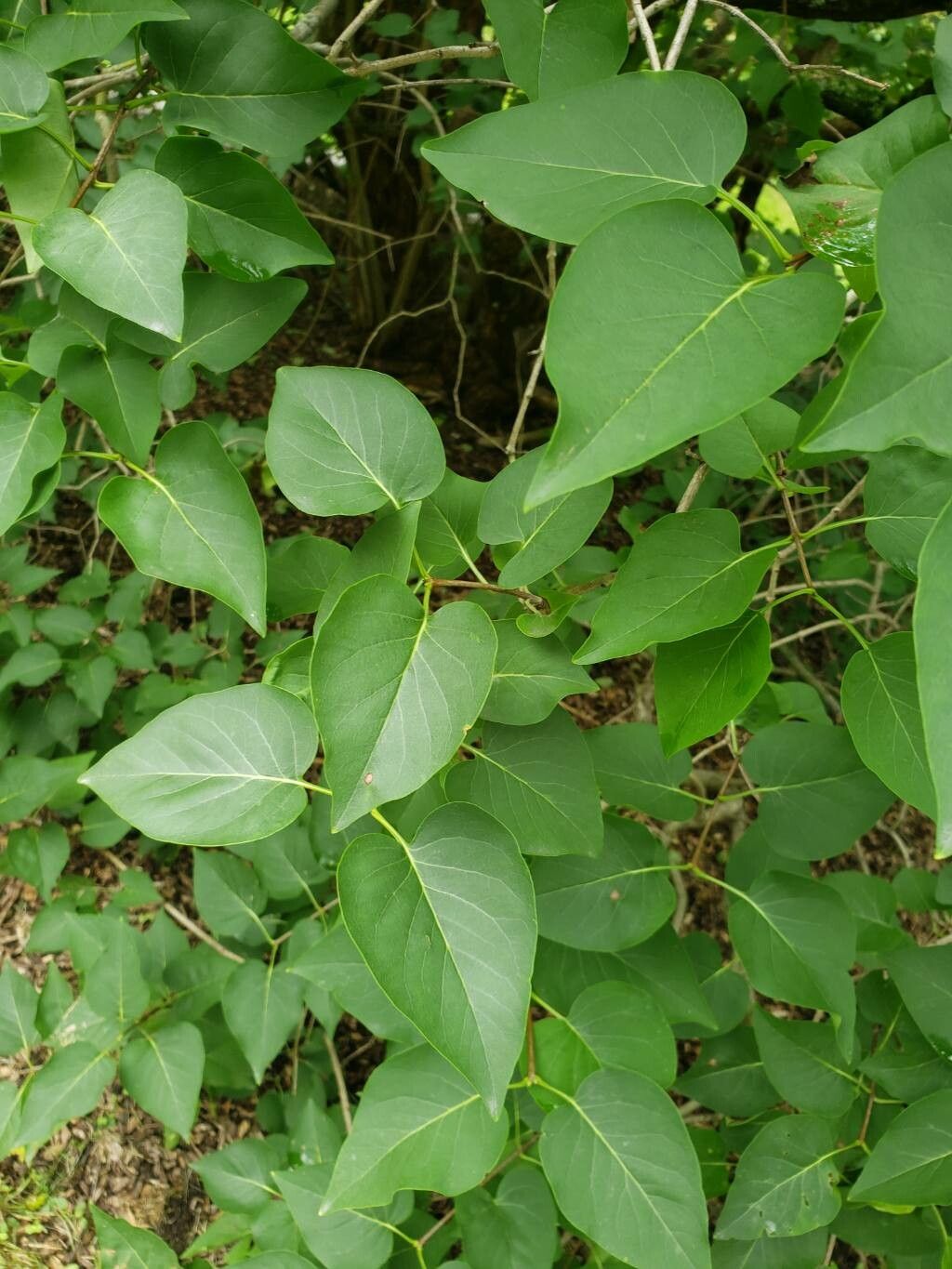 Syringa × hyacinthiflora — search result for 'Syringa'