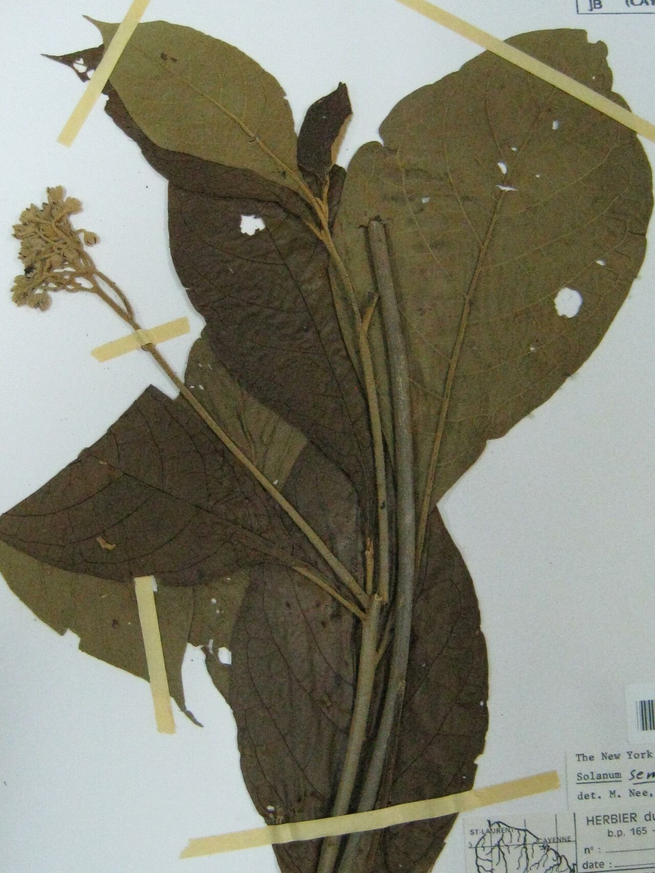 Solanum semotum — houseplant care guide