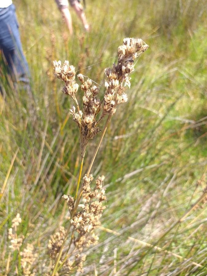 Juncus rigidus flower