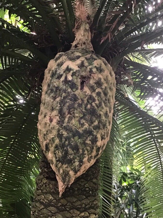 Dioon spinulosum fruit