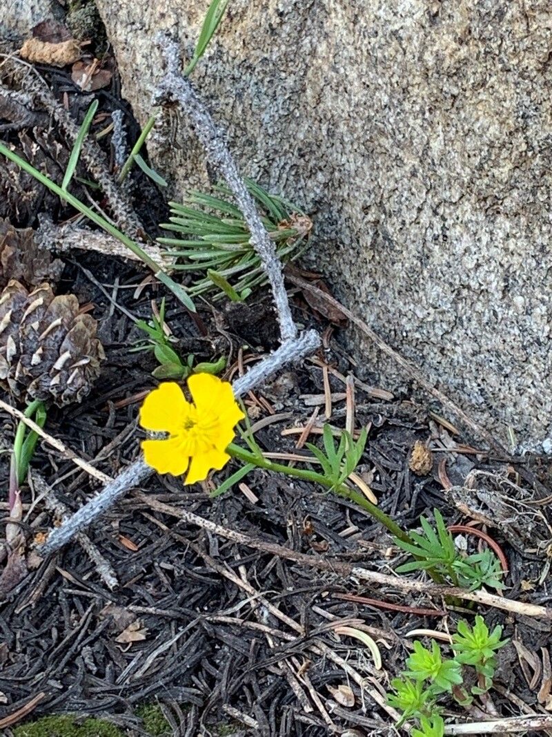 Ranunculus adoneus — search result for 'Ranunculus'