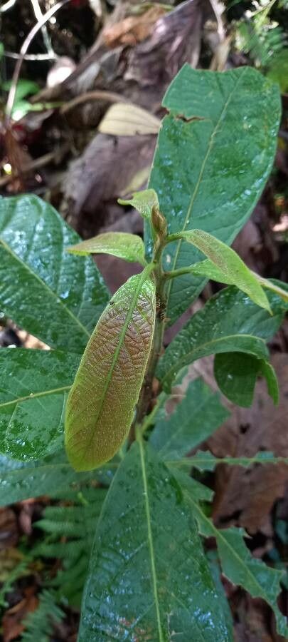 Nectandra reticulata leaf
