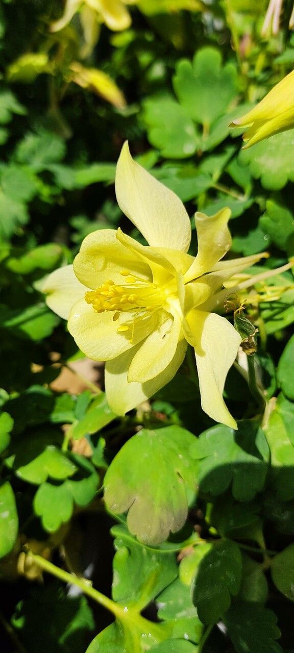 Aquilegia flavescens flower