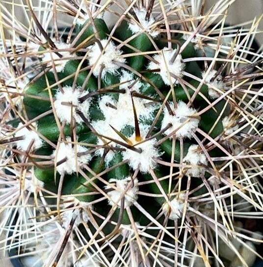 Acanthocalycium leucanthum leaf