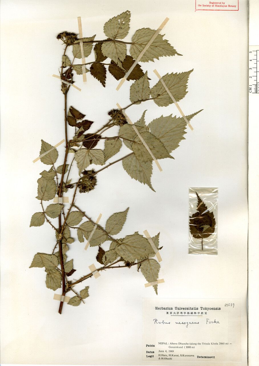 Rubus mesogaeus — houseplant care guide