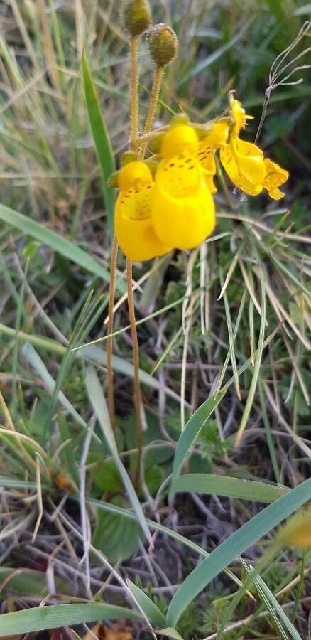 Calceolaria germainii — houseplant care guide