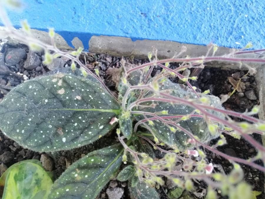 Gloxinia erinoides leaf