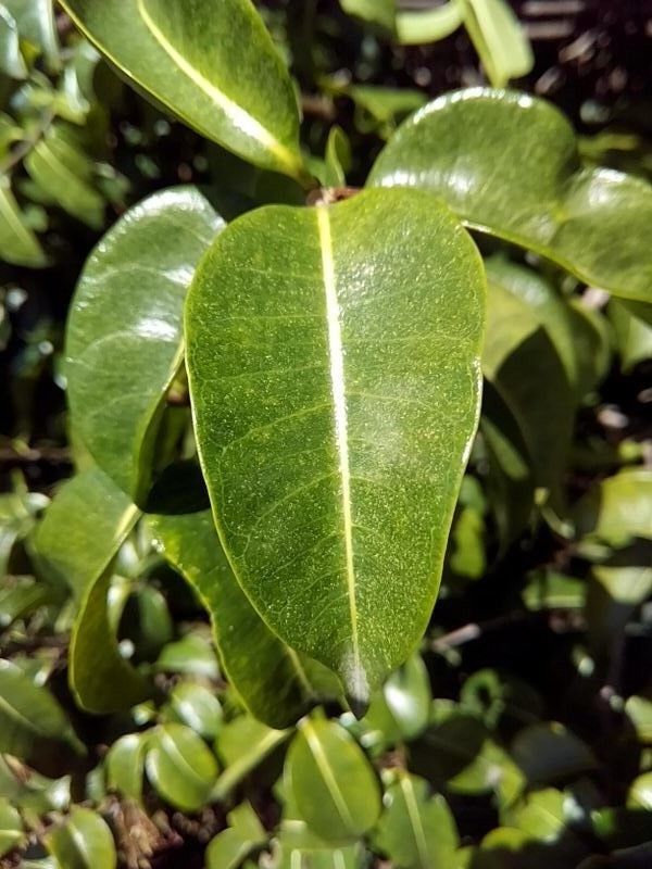 Cryptostegia grandiflora leaf