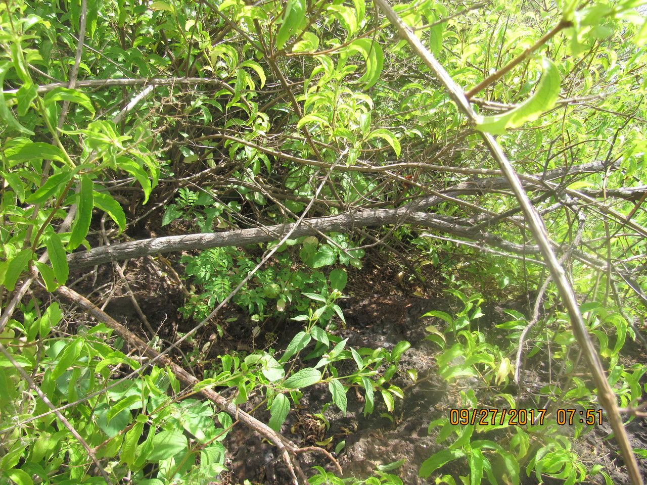 Hoslundia opposita habit