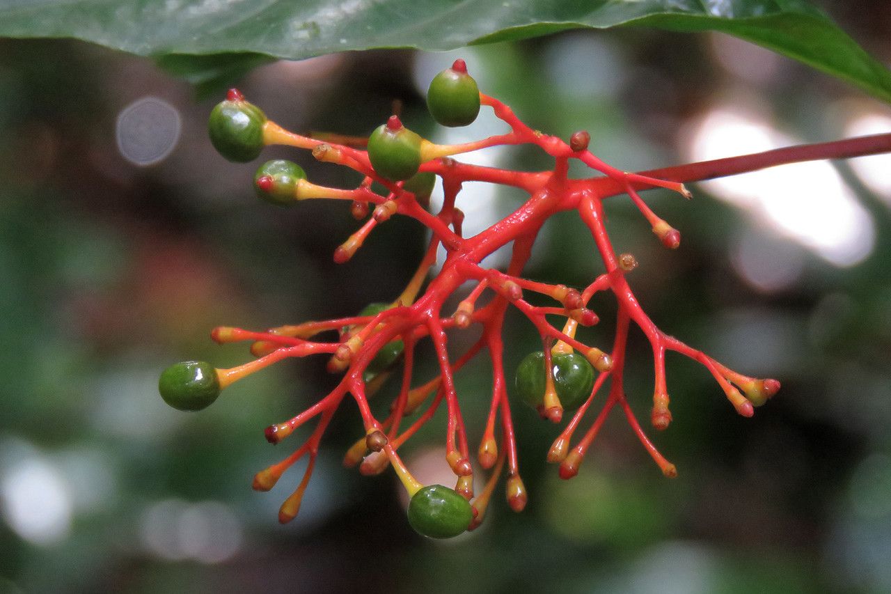 Palicourea crocea fruit