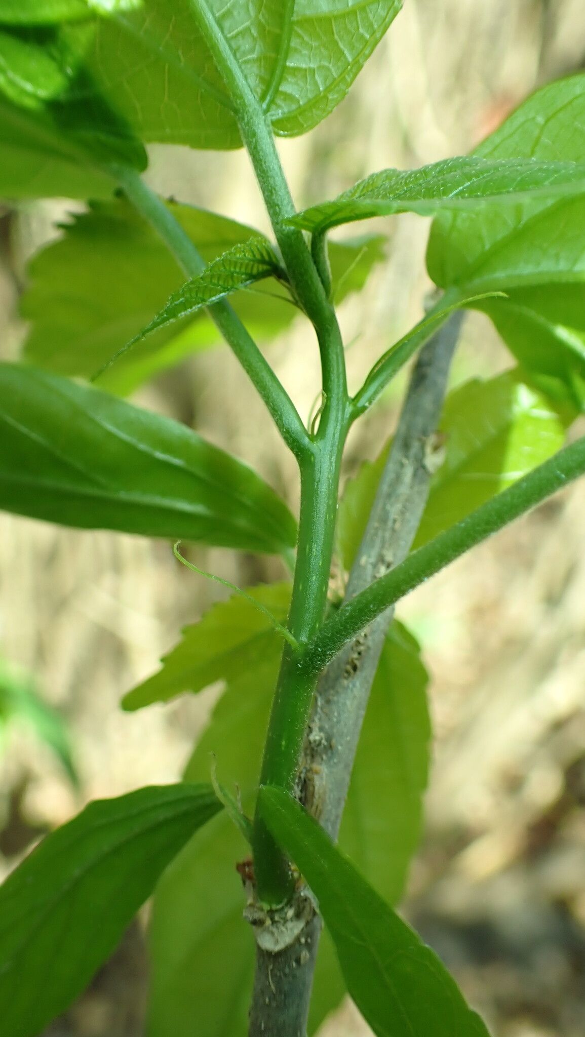 Acalypha mayottensis bark