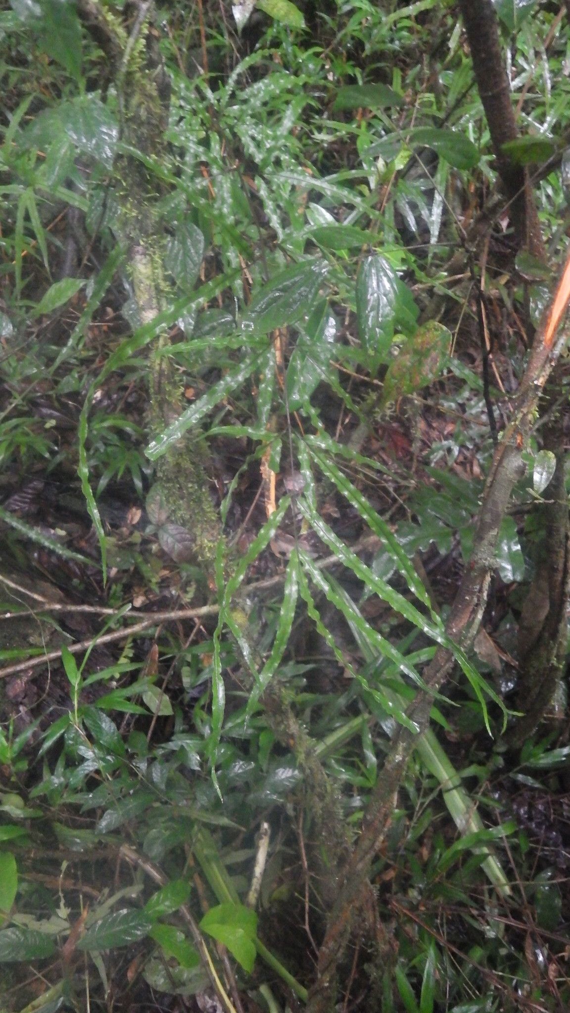 Pteris rasoloheryana habit