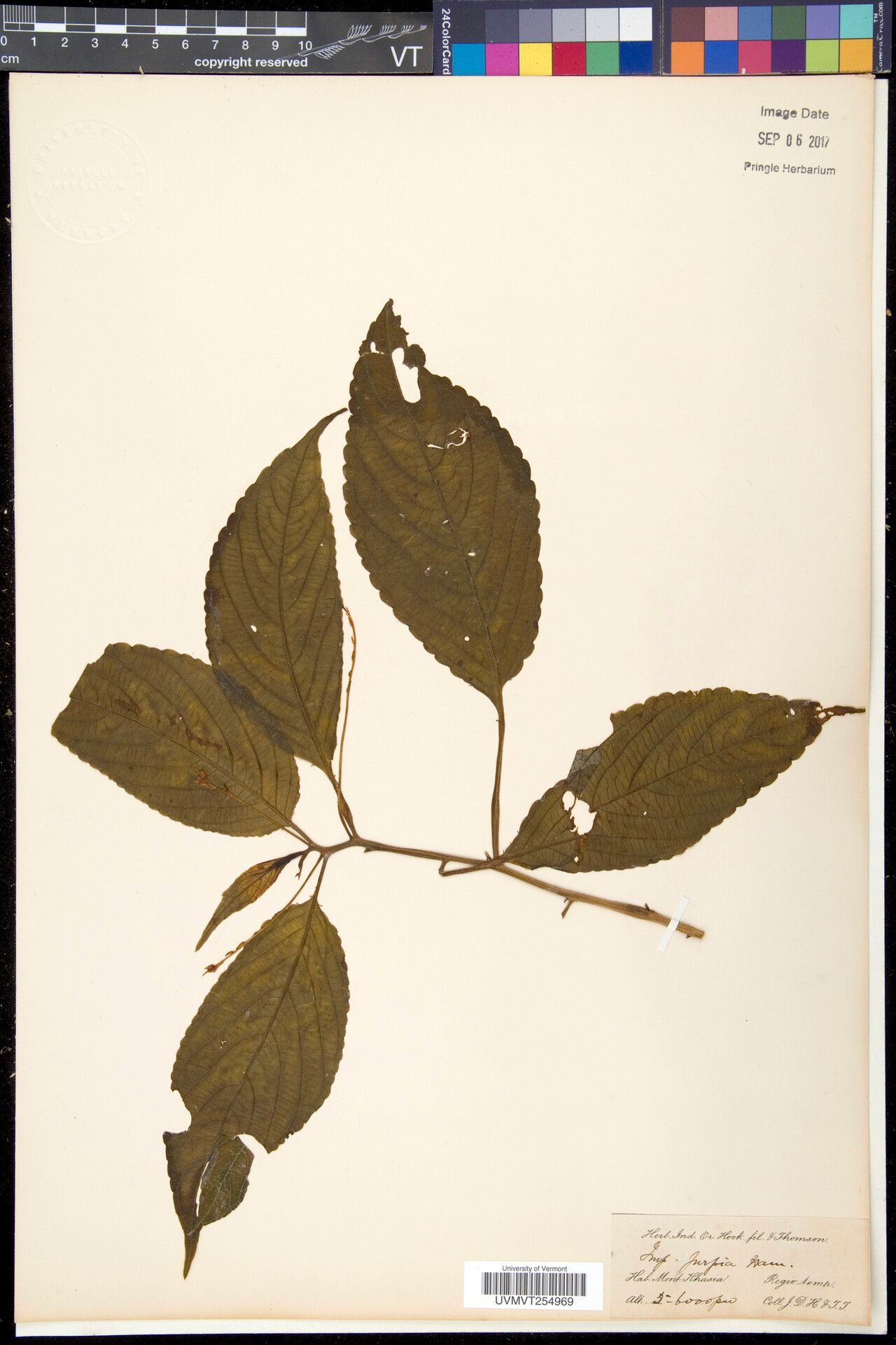 Impatiens purroi — houseplant care guide