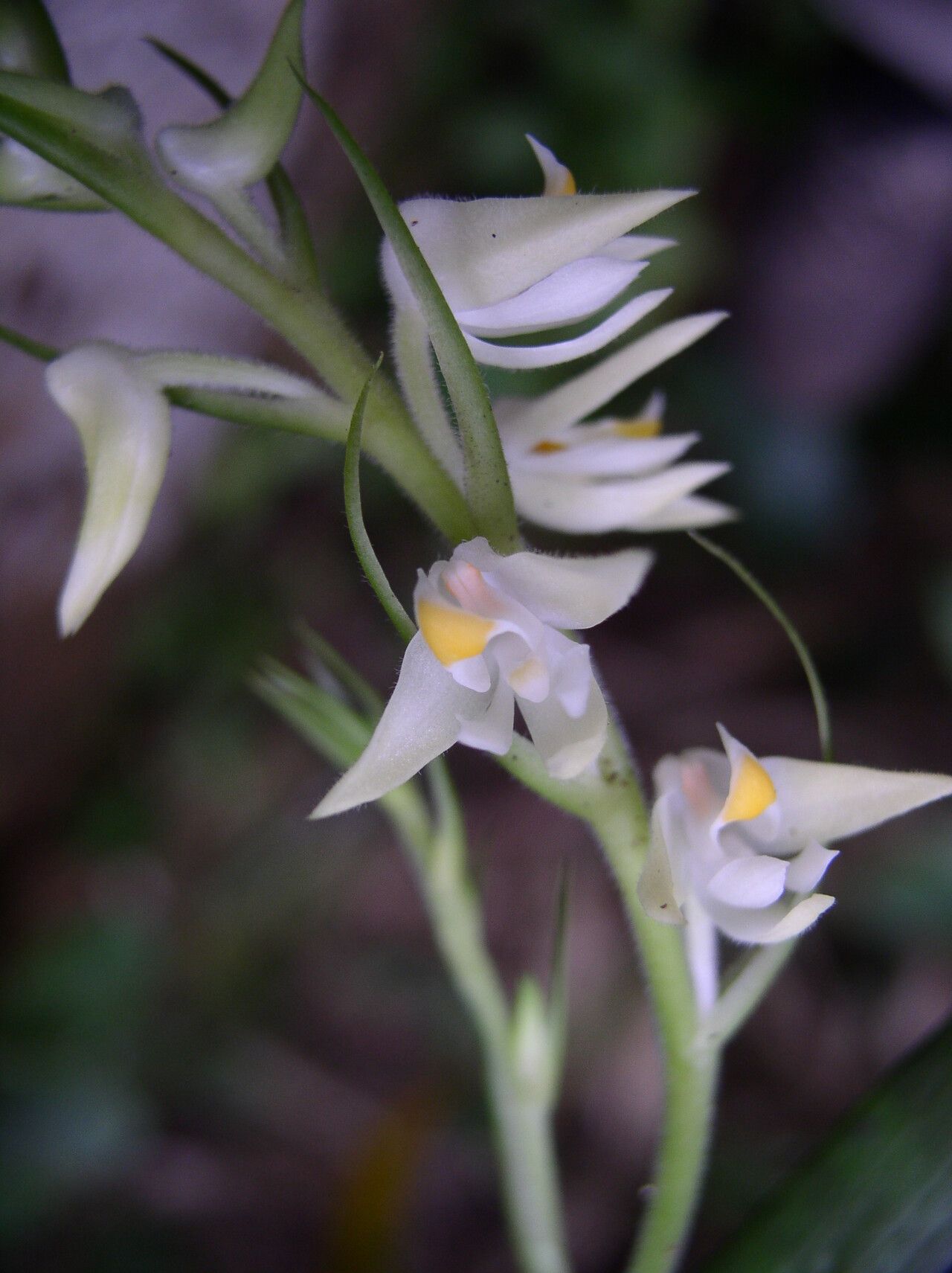 Polystachya laurentii flower