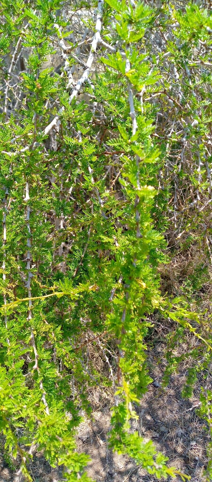 Vachellia bellula — houseplant care guide