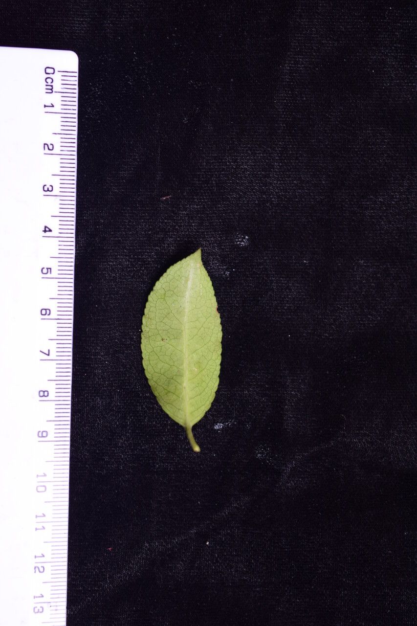 Euonymus tingens — search result for 'Euonymus'