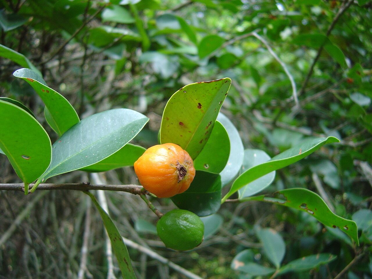 Eugenia speciosa fruit