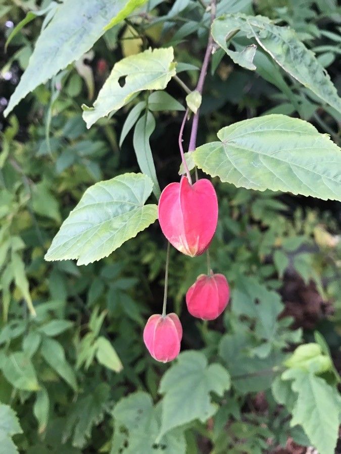 Abutilon megapotamicum fruit
