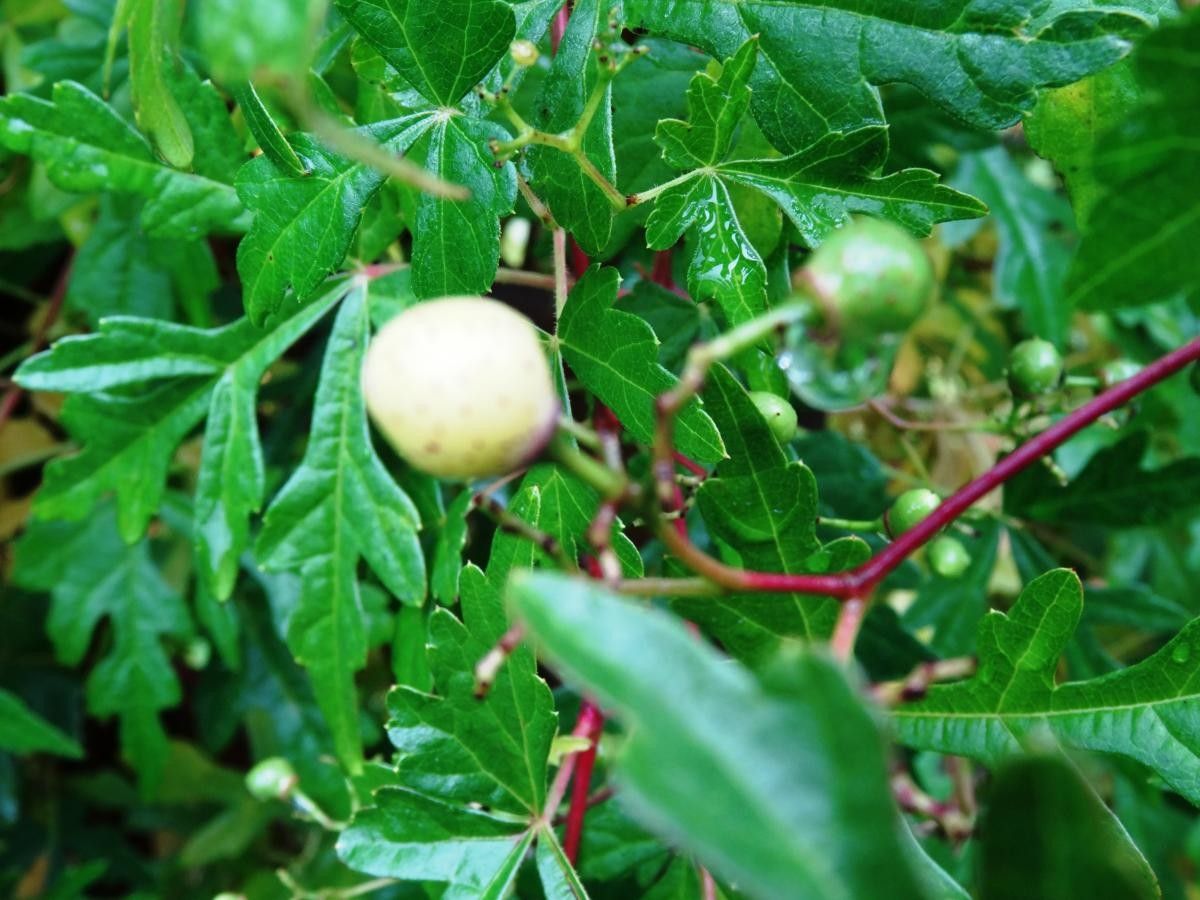 Ampelocissus multistriata fruit