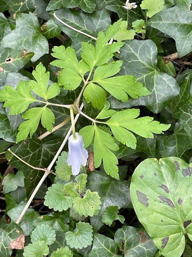 Anemone apennina leaf
