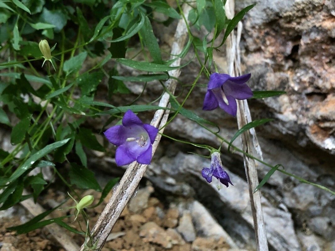 Campanula justiniana flower