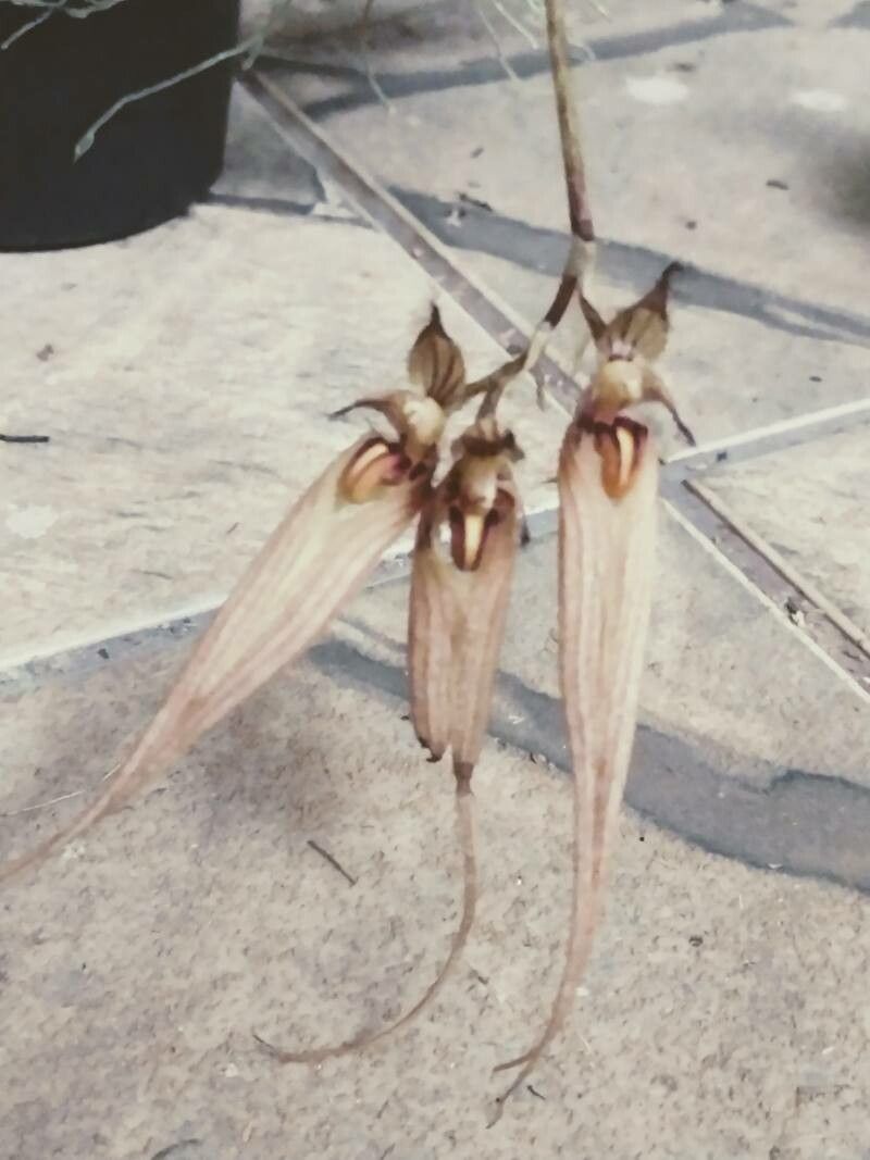 Bulbophyllum ornatissimum — houseplant care guide