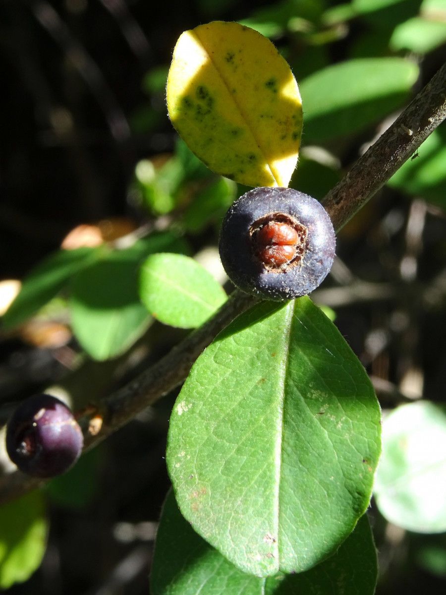 Cotoneaster nummularius fruit