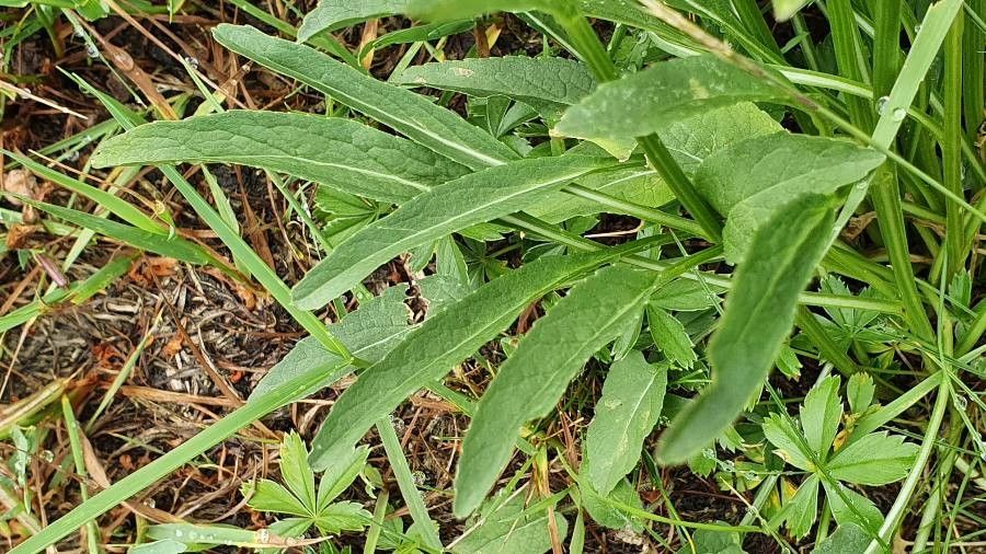 Phyteuma scorzonerifolium — search result for 'Scorzonera'