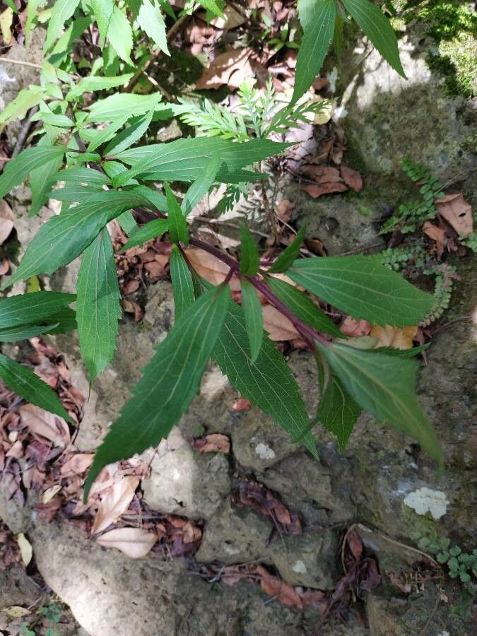 Ageratina riparia leaf