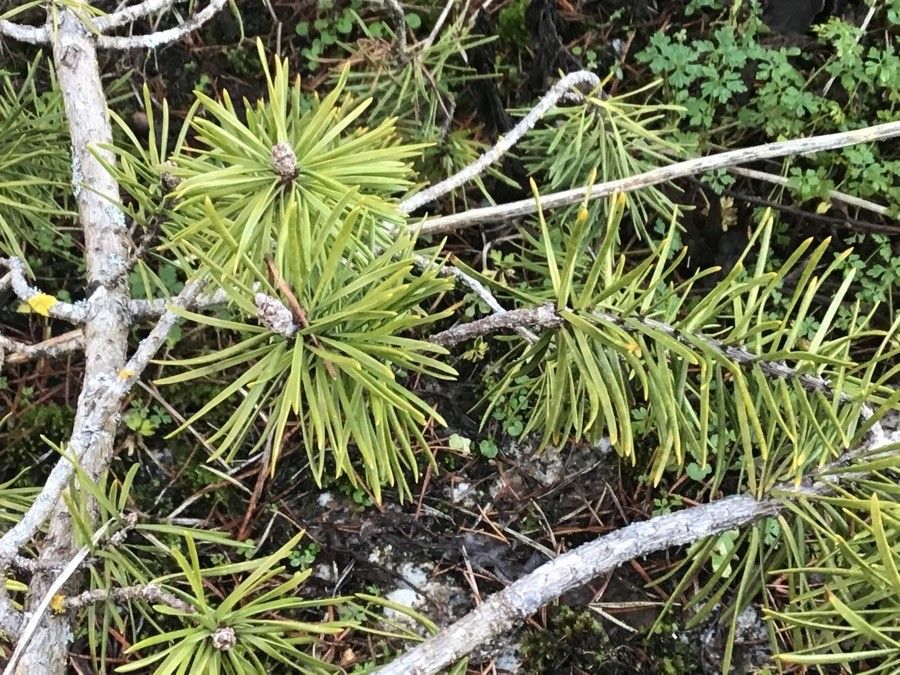 Pinus banksiana — search result for 'Pinus'