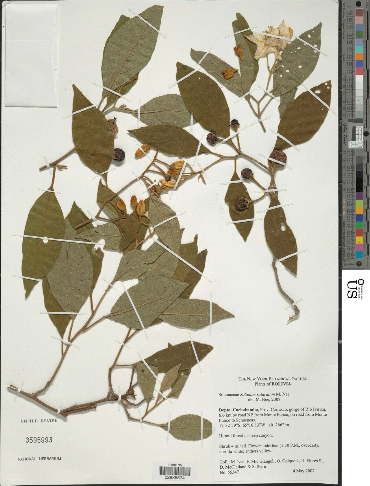 Solanum saturatum — houseplant care guide