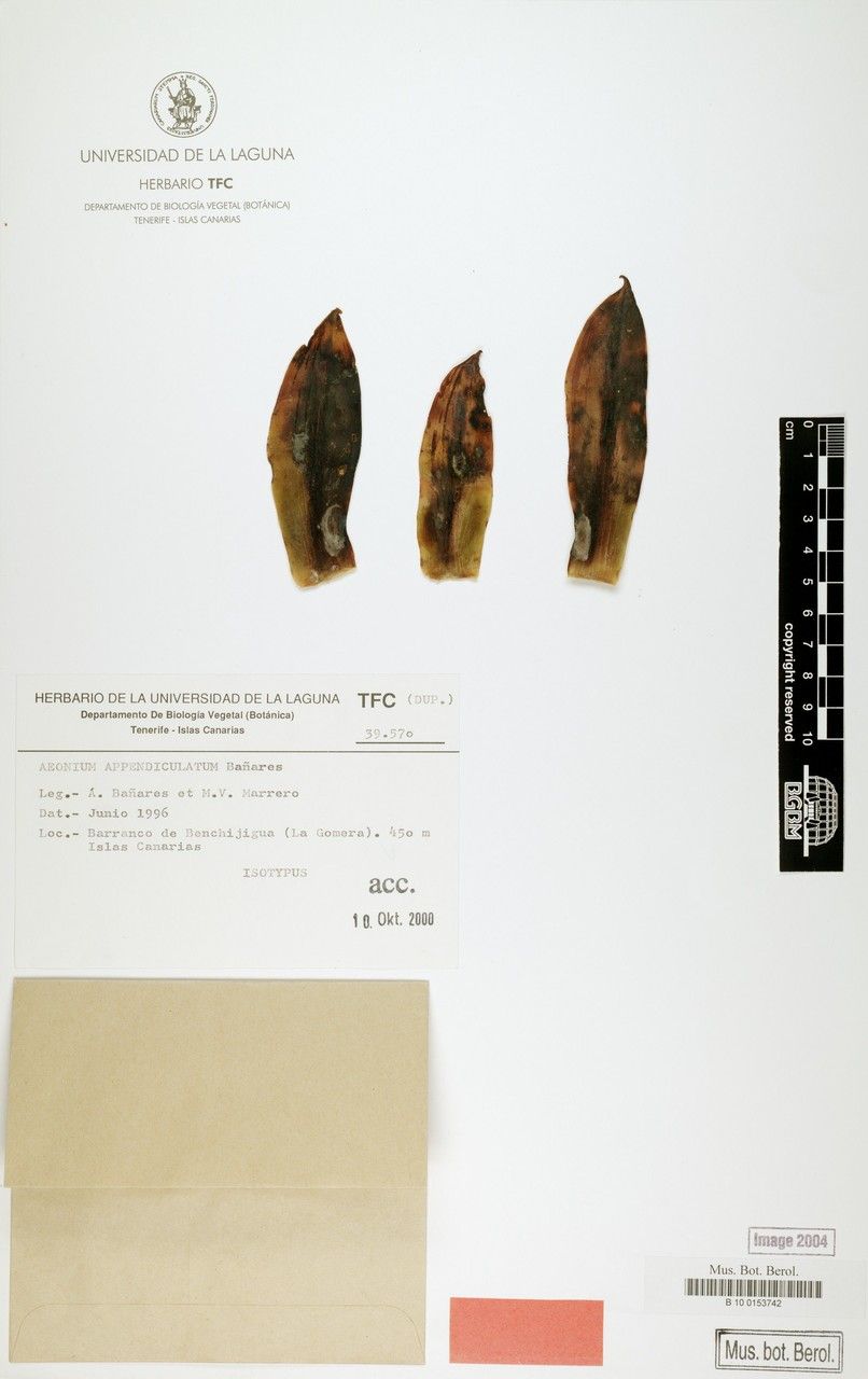 Aeonium appendiculatum leaf