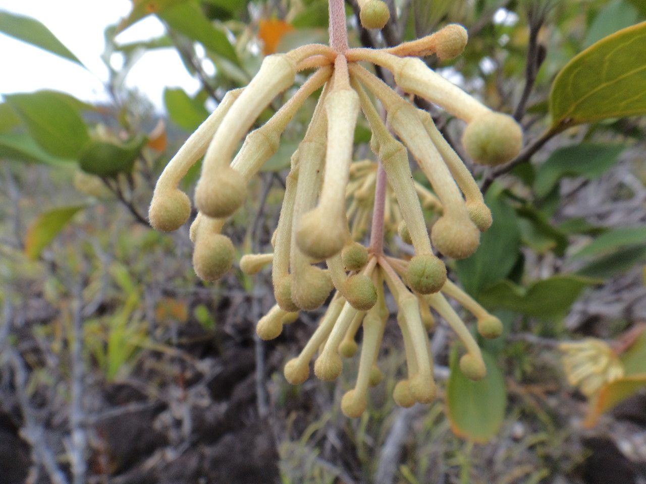 Stenocarpus villosus fruit